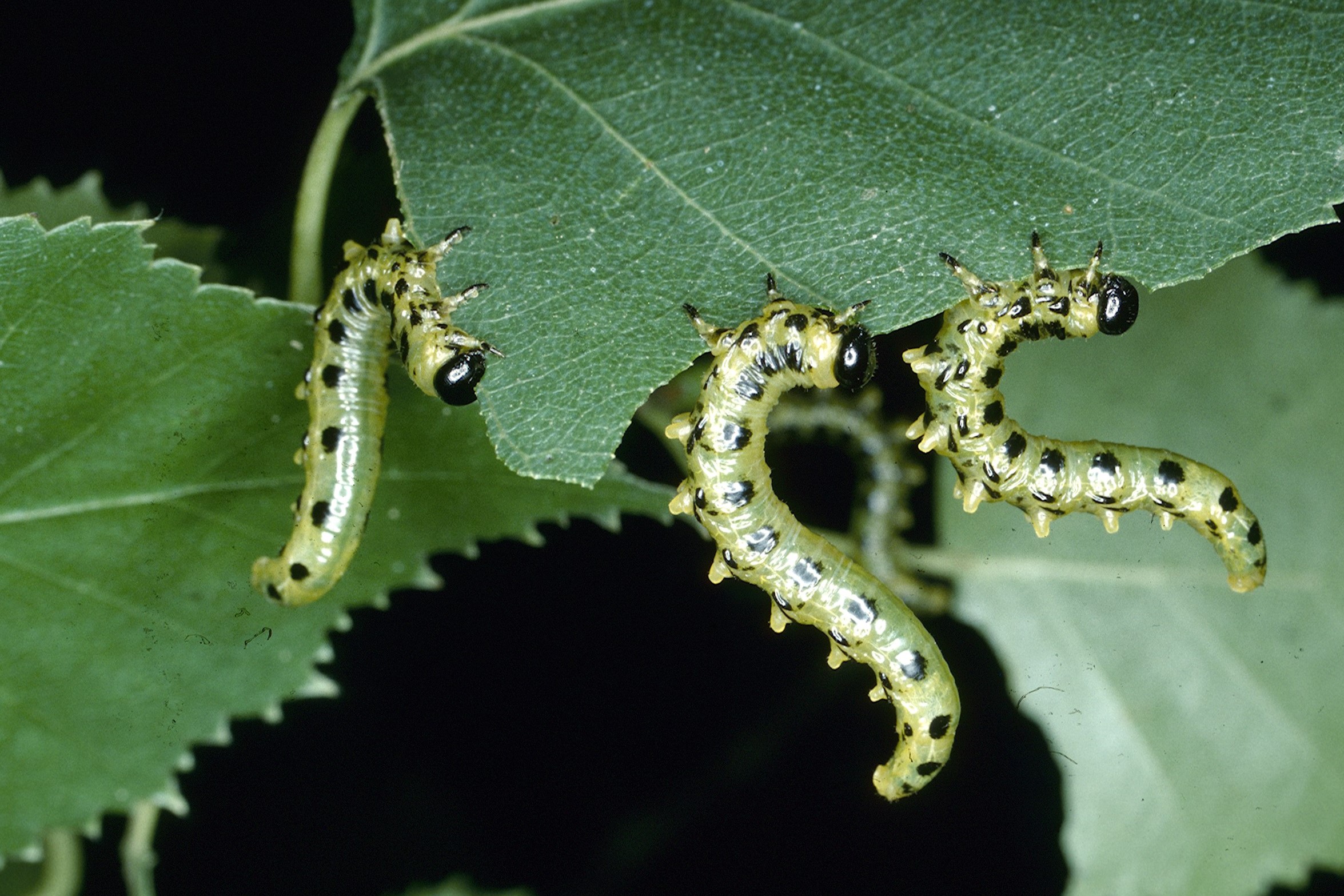 Sawflies UMN Extension